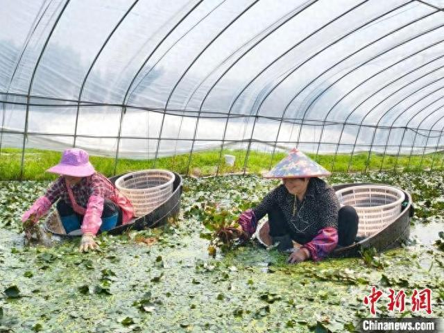 油车港镇南湖红菱种植基地内，采菱工人在水池中劳作。秀洲区传媒中心供图