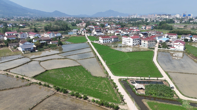 陕西省汉中市南郑区汉山街道草堰村完成插秧的稻田。（朱媛媛 摄）