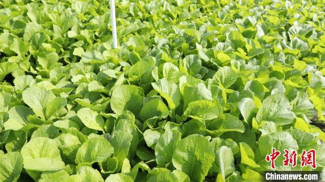 图为基地里的芥菜长势喜人。姜慧花 摄