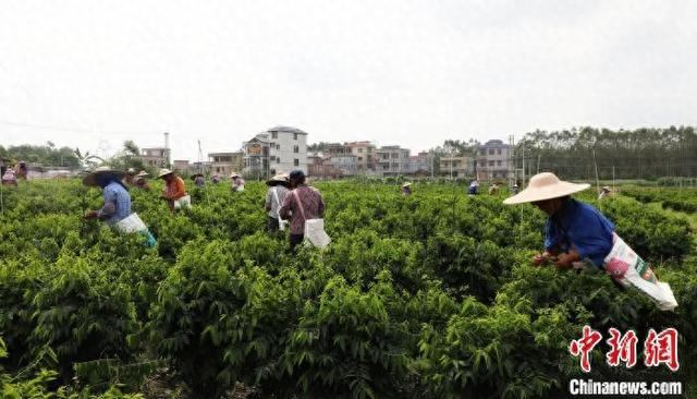 图为工人在采摘枸杞。黄颖 摄