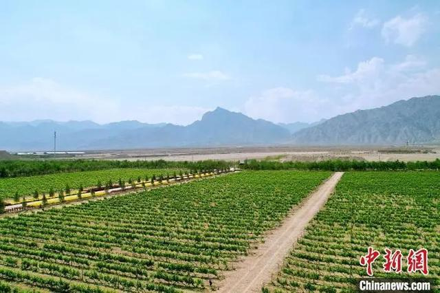 宁夏贺兰山东麓产区葡萄园。宁夏贺兰山东麓葡萄酒产业园区管委会供图