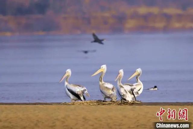 国家二级保护动物卷羽鹈鹕光顾银川。宁夏湿地保护管理中心供图