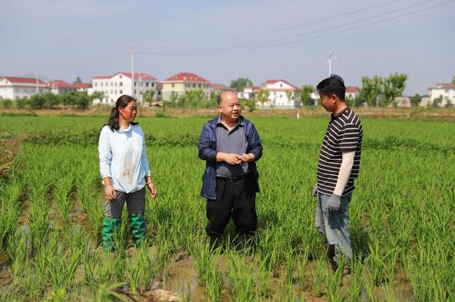 汉中市农业技术推广与培训中心水稻专家张万春（中）现场向农民讲解插秧技术要点。新华社记者刘彤 摄