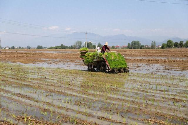 陕西省汉中市汉台区宗营镇韩塘村插秧现场。新华社记者刘彤 摄