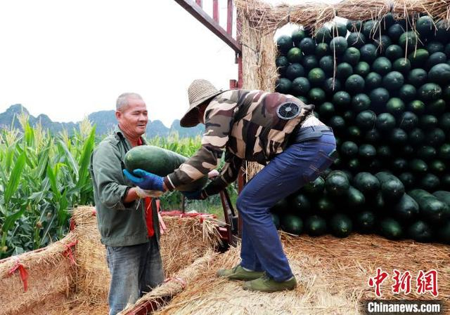 图为工人将黑皮冬瓜装车。宁明县融媒体中心 供图