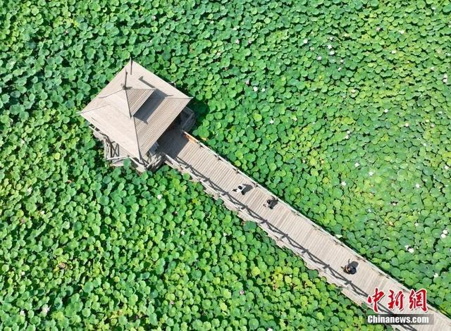 银川市鸣翠湖国家湿地公园绽放的荷花。于晶 摄
