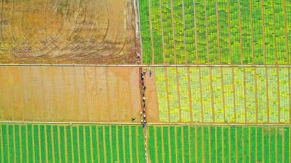 彭山区公义镇数智水稻示范基地。