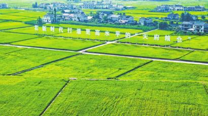 洪雅“天府粮仓”止戈安宁万亩核心示范区。 王成 摄