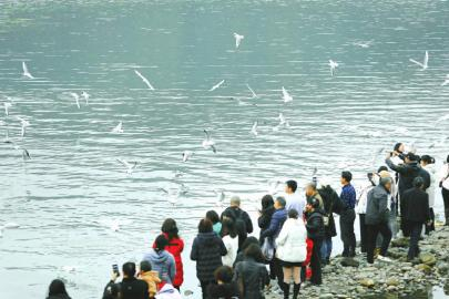 　　人鸟和谐——红嘴鸥赴江安之约。 王思初 摄