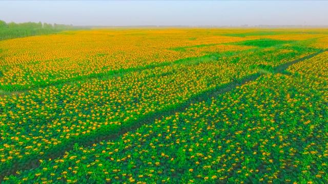 五原县向日葵。（资料图）