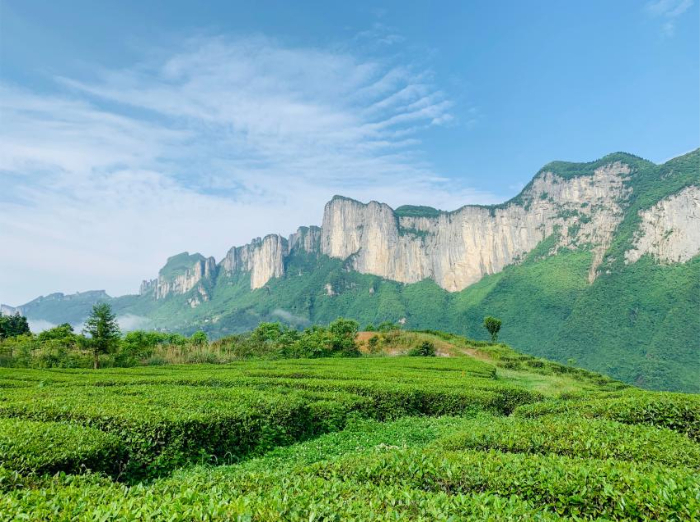恩施玉露茶园