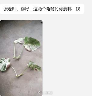 网友赠送高价龟背竹，暖心分享引共鸣