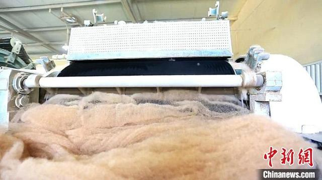 图为驼绒加工现场。伟力思摄