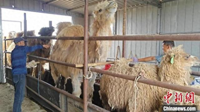 图为牧民为骆驼梳毛。程一哲摄