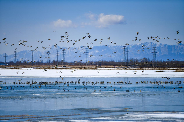 生机盎然的黄河。（资料图）