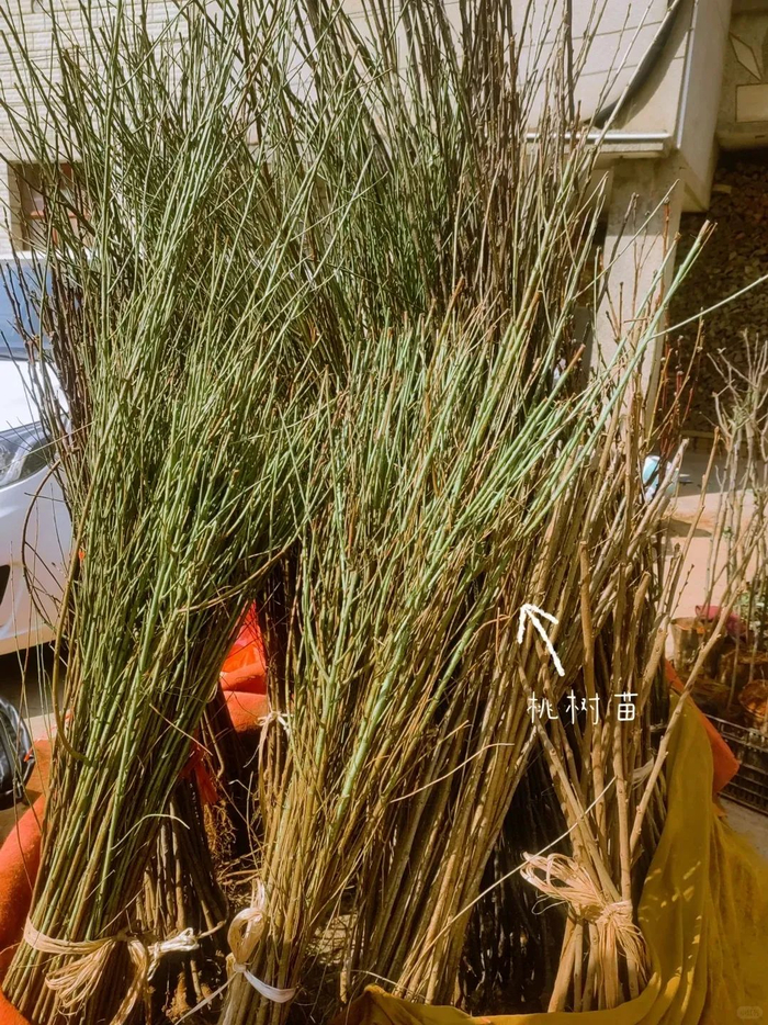 图源@小红书雅小刷