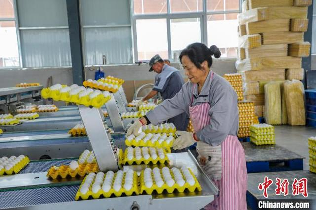 2022年，马村镇引进农牧企业，新建设60万羽优质蛋鸡养殖项目。 段云雷 摄