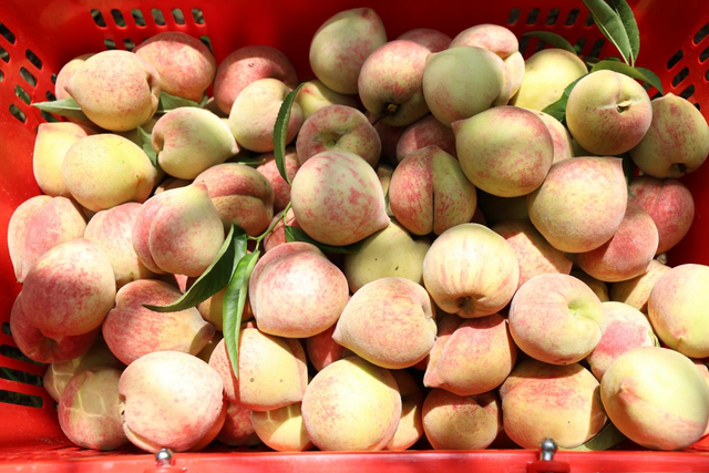 刚采摘下来的衡山红脆桃（赵诗 摄）