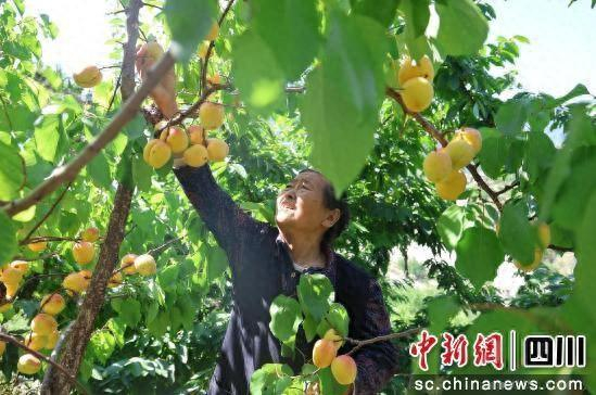 果农采摘香杏。汶川县委宣传部 供图