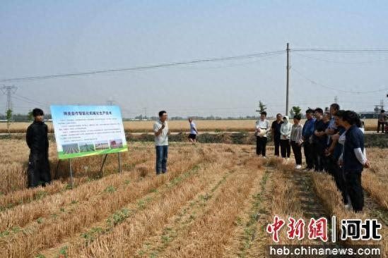图为曲周县西漳头村棉麦间作试验田，专家组进行测产前安排部署。 陈雨婷 摄