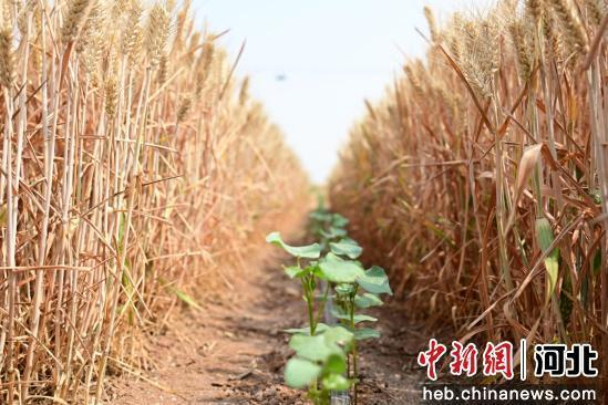 图为曲周县西漳头村棉麦间作试验田棉麦长势表现。 冯笑宇 摄