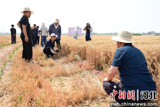 图为曲周县西漳头村棉麦间作试验田，专家组丈量测产地块。 陈雨婷 摄