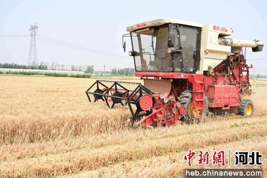 图为曲周县西漳头村棉麦间作试验田内联合收割机在收割作业。 冯笑宇 摄