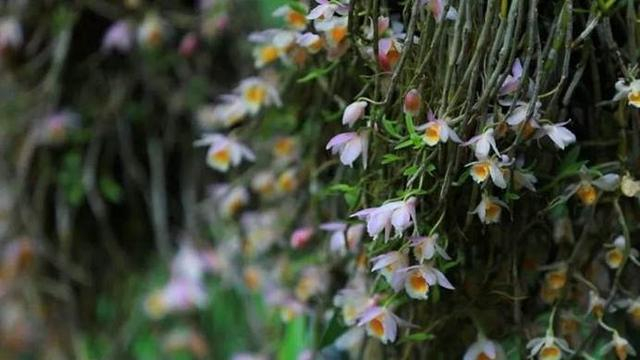 图为六郎城景区石斛花