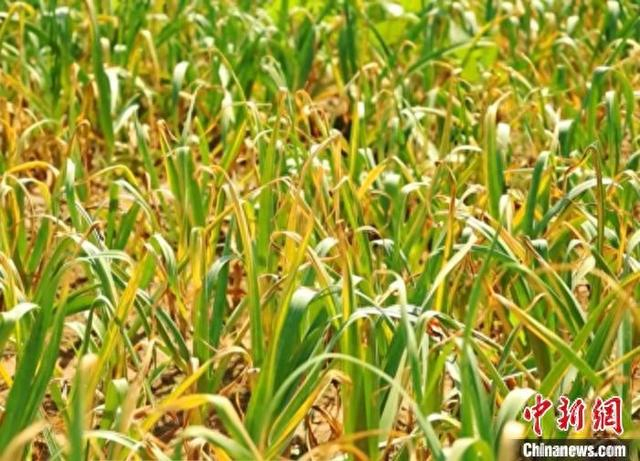 走进穆村镇的蒜田，满目翠绿映入眼帘，生机盎然。柳林县融媒体中心供图