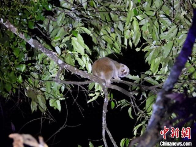 蜂猴现身盈江铜壁关省级自然保护区。盈江铜壁关省级自然保护区 供图