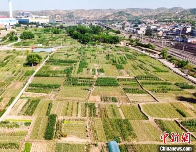 穆村镇种蒜历史悠久，家家户户节令一到就会种蒜。柳林县融媒体中心供图