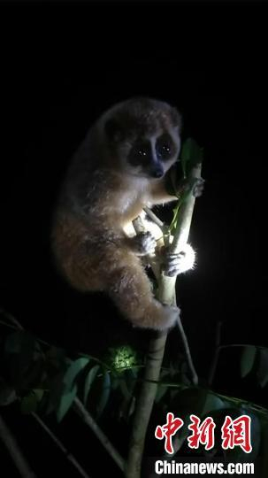 倭蜂猴现身马关古林箐省级自然保护区。马关古林箐省级自然保护区 供图