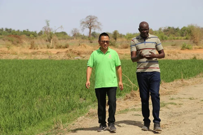 △黄智和穆萨交流水稻种植经验。