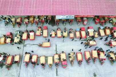 麦冬（药材）市场的早市购销活跃。王勇 摄（C视觉）