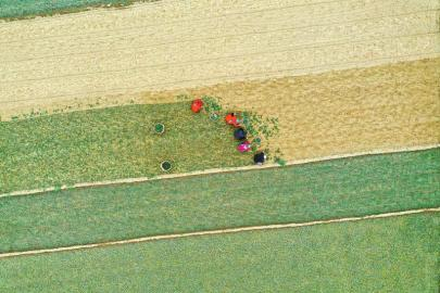 三台县老马镇里程村的麦冬田。 杨晓东 摄（C视觉）