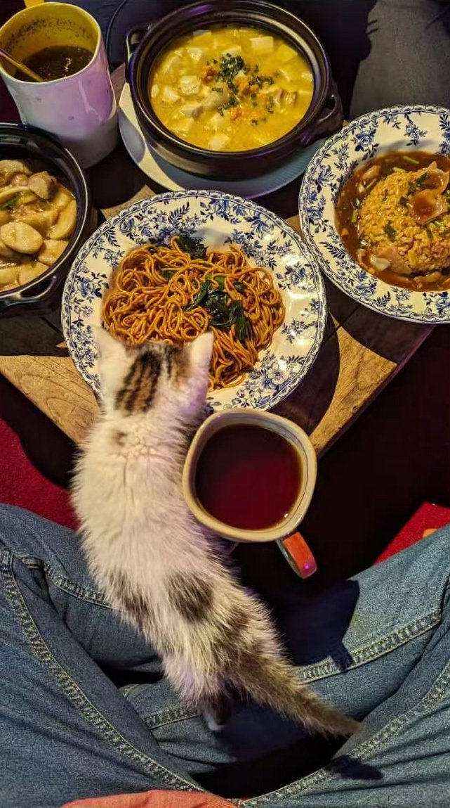 一只猫曾跳上我的腿，这张是我一年前拍的照片，现在它已经长大了。