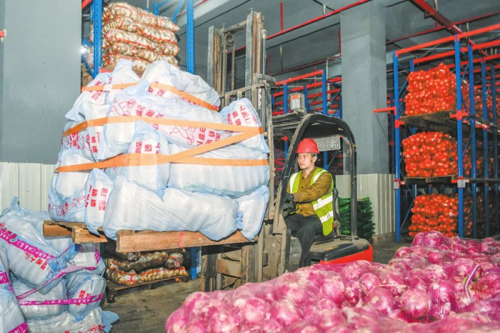 6月12日，在海口市菜篮子集团储备库，工作人员正在将新到蔬菜搬运入库。孙士杰/摄