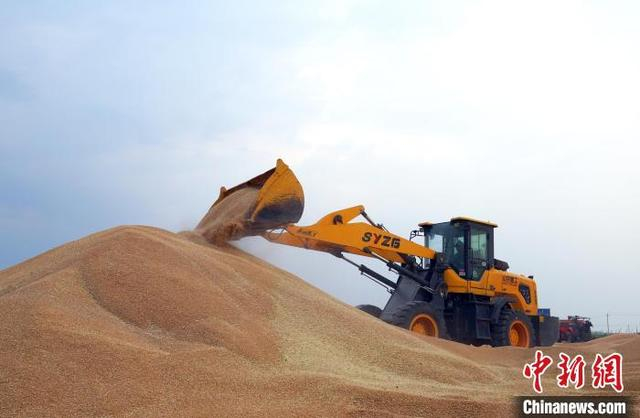 6月9日，衡水市滨湖新区冀衡农场内，铲车装载机进行抢收作业。 徐鹏璐 摄
