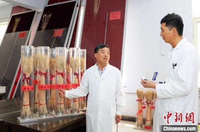 图为6月12日，河北省农林科学院旱作农业研究所副所长乔文臣（左一）介绍“衡麦”系列新麦种。 张凯 摄