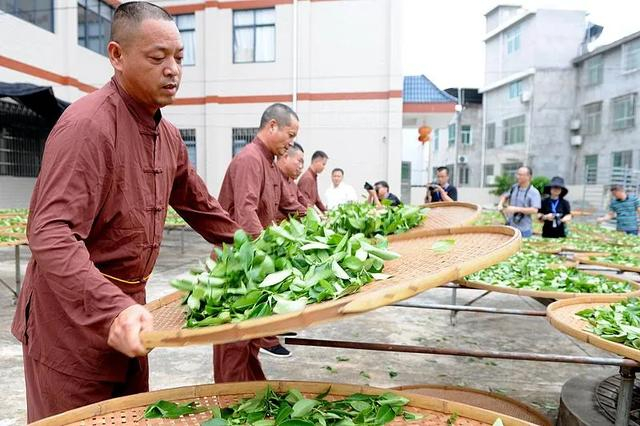 乡村振兴的福建样板：2020年9月22日，漳平市水仙茶茶师傅手工茶叶摇青。图源：视觉中国