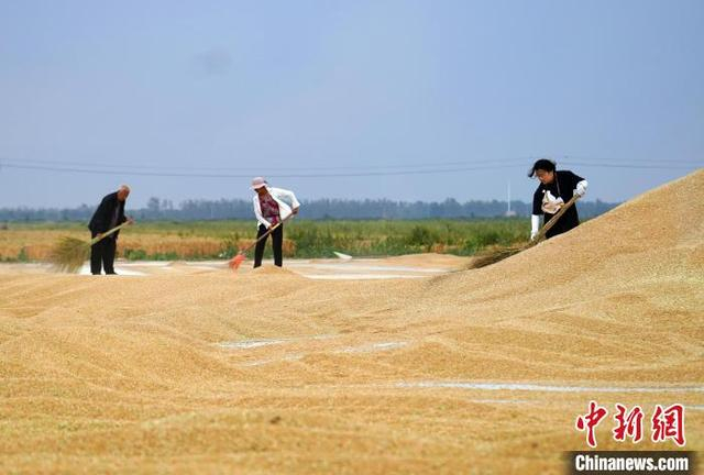 6月9日，衡水市滨湖新区冀衡农场内，工作人员正在堆粮。 徐鹏璐 摄