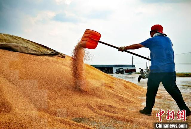 6月9日，衡水市滨湖新区冀衡农场内，工作人员正在堆粮。 金莉莉 摄