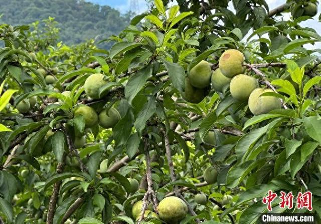 6月11日，广东省韶关市翁源县龙仙镇三华村的三华李挂满枝头。中新社记者 程景伟 摄