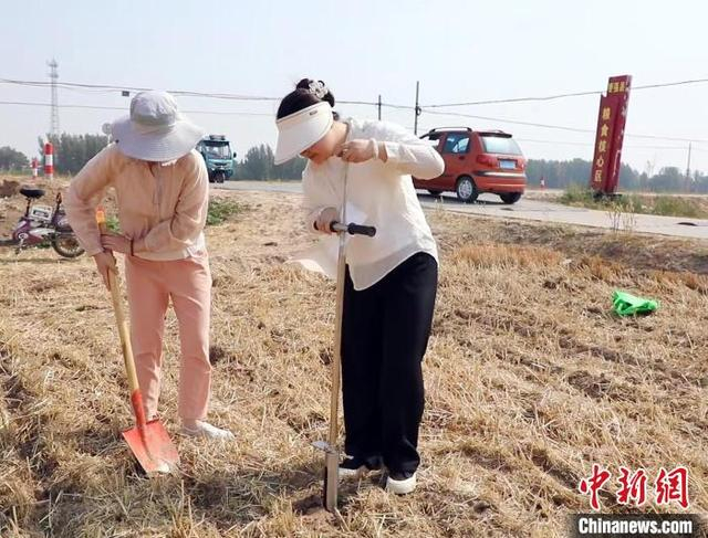 6月12日，衡水市枣强县农业技术人员在示范田收取小麦表层土壤。 徐鹏璐 摄 