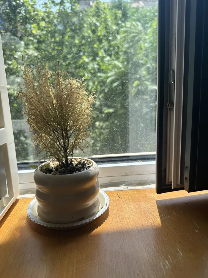 李冰瑶房间干枯的小树苗。本文图片均为 受访者供图