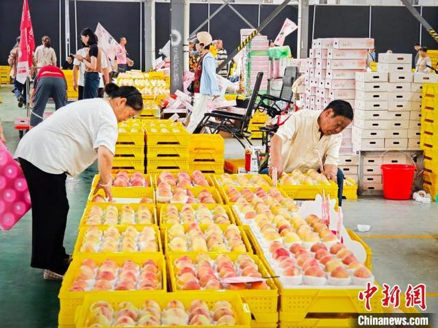 阳山水蜜桃临时交易市场内场景。孙权 摄