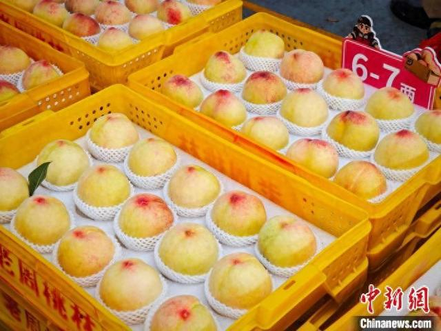 阳山水蜜桃正式迎来产销旺季。孙权 摄