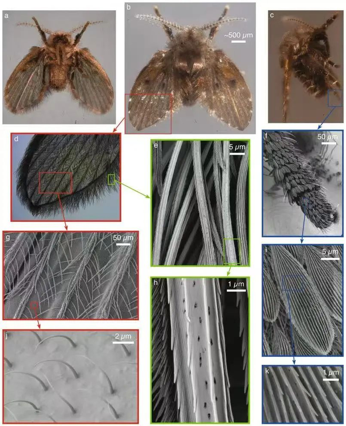 △蛾蠓身上的疏水结构放大图