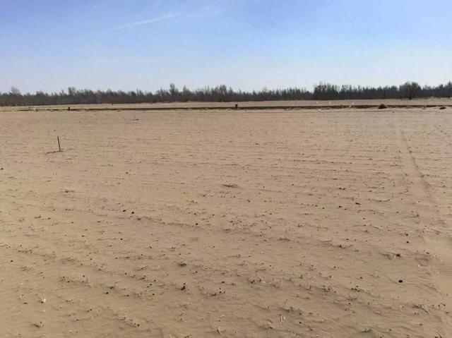 图1 2025年4月3日，督察组暗查发现，科尔沁区大林镇上报毁林40余亩问题已验收销号，但复种树木大量干枯死亡。