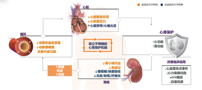 图4  SGLT2i通过血流动力学和非血流动力学机制，发挥独立于降糖机制的心肾保护